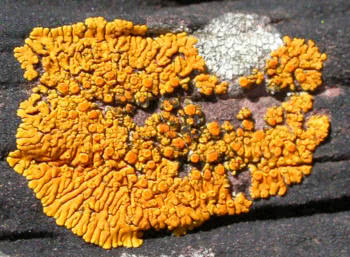 Caloplaca thallincola